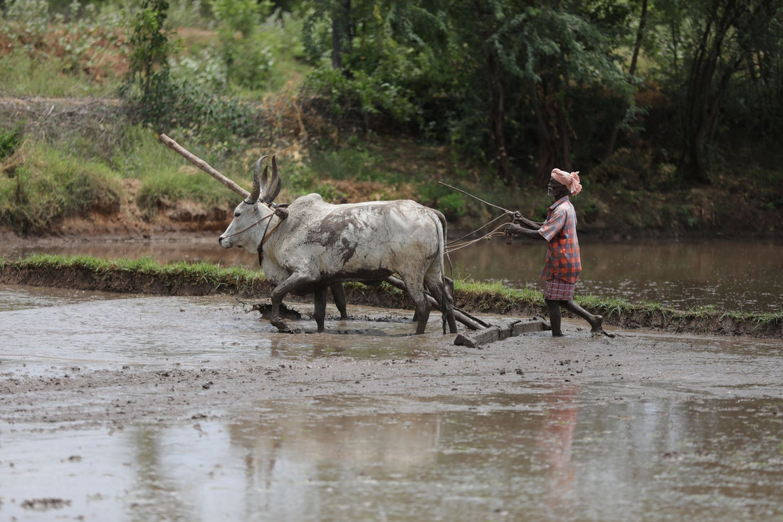 Unearthing the Roots of Indian Agriculture: A Testament to Farmers' Lifestyle before British Rule