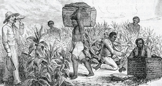 Unearthing the Tragedy of British Rice Taxes and the Indian Famine
