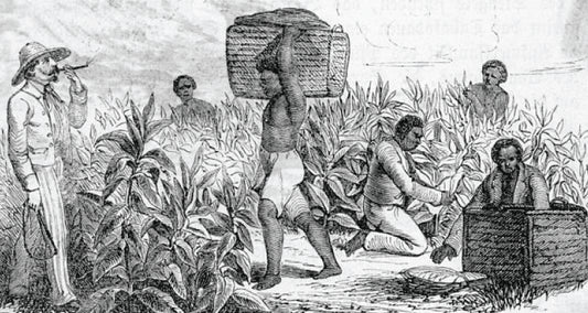 Blighted Bounty: Unearthing the Tragedy of British Rice Taxes and the Indian Famine